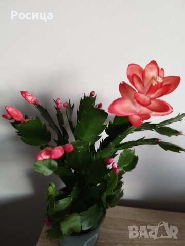 коледничета, снимка 5 - Стайни растения - 52384809