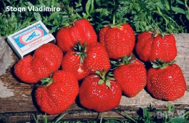 🍓 Качествен разсад – Малини и Ягоди 🍓 Предлагам висококачествен разсад (корени) от малини и ягоди,, снимка 4 - Разсади - 53595979