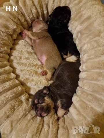 Френски булдог бебета - родословен Баща , снимка 3 - Френски булдог - 53124385