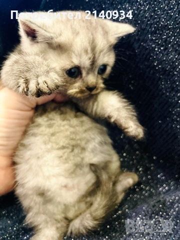 Британско късокосместо котенце , снимка 4 - Британска късокосместа - 52920341