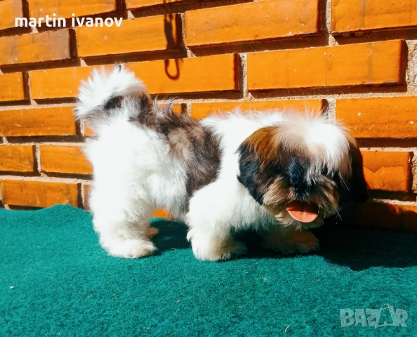 Кученца шитцу