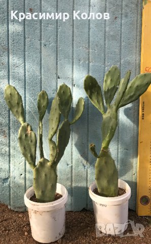 Смокиня индийска, Кактус опунция, Opuntia ficus-indica Etna, екзотични,овощни, снимка 17 - Градински цветя и растения - 29442292