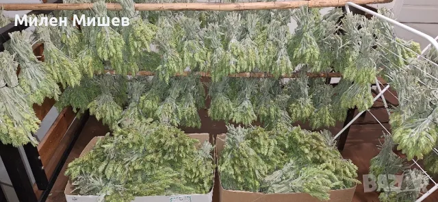 ЕКО Мурсалски чай 2025, снимка 2 - Домашни продукти - 48354744