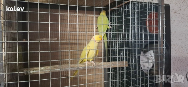 Папагали Малък Александър /двойка, снимка 6 - Папагали - 43090136