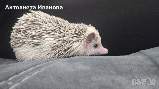 Женски африкански таралеж 