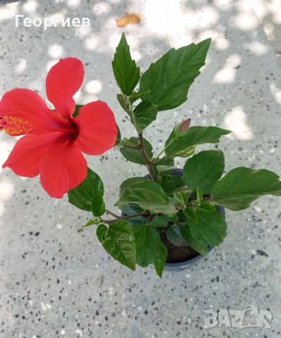 Два броя Яркочервени китайски рози, снимка 2 - Стайни растения - 37492096