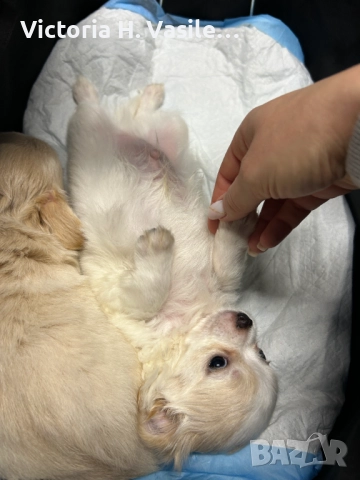 Чихуахуа дългокосместо , снимка 7 - Чихуахуа - 52669804