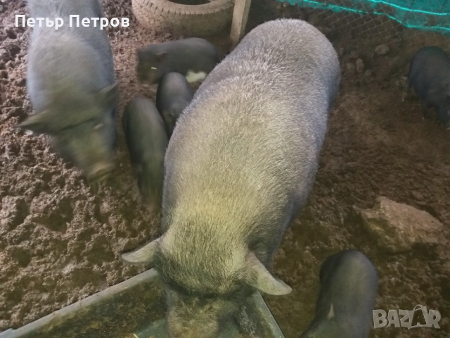 Виетнамски прасенца