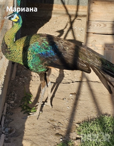 Продавам Пауни чифтове, снимка 7 - други­ - 52582349