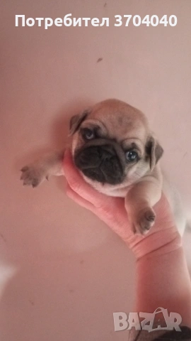 бебе мопс момче търси грижовно и любящо семейство!, снимка 4 - Други животни - 53559109