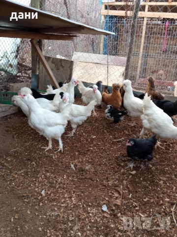 пилета и петли, снимка 6 - Кокошки и пуйки - 52837381