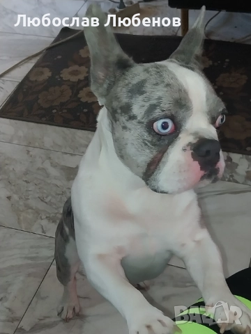 Френски булдог , снимка 2 - Френски булдог - 52931895