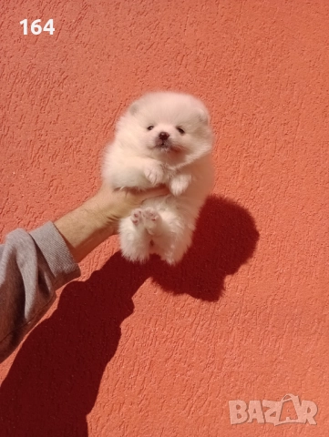 Бели Померани. Момиче и момче. Реални снимки от 29.12.25 г. , снимка 5 - Померан - 52930796