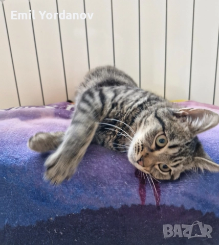 СПЕШНО! Мъжко котенце на около 5 месеца, снимка 6 - Други - 52695271