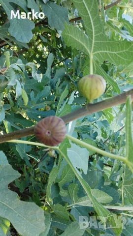 Продавам расад смукиня. , снимка 2 - Разсади - 51530195