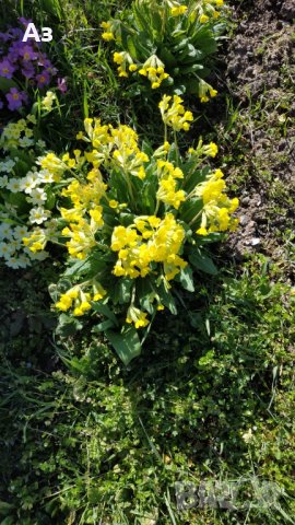 Продавам разсад на цветя Иглика горска, снимка 10 - Разсади - 44025519