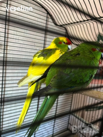 Двойка млади Какарики със клетка - мъжки и женска, снимка 2 - Папагали - 53188070
