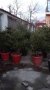 ЖИВИ Коледни елхи, снимка 1 - Градински цветя и растения - 27347554