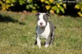 *Американски Стафордшир Териер бебета с FCI родословие- Jordan Staff Kennel*, снимка 5