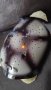 Костенурка мигаща прожекторна лампа, снимка 10