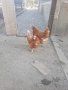 продавам кокошки носачки за яйца, снимка 1 - Кокошки и пуйки - 42998842