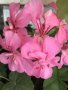 Сортов сакъз WAITE MESH с пъстри листа ,едър цвят обилно цъфти и силно каскаден !, снимка 1 - Градински цветя и растения - 36689817