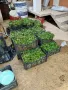Продавам разсад ягоди , снимка 12