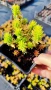 Седум Анджелина, Sedum rupestre Angelina, снимка 10