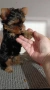 Мини йоркширски териер , снимка 4