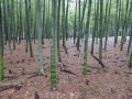 100 броя семена от декоративен бамбук Moso Bamboo зелен МОСО БАМБО за декорация и дървесина, снимка 13