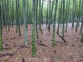 100 броя семена от декоративен бамбук Moso Bamboo зелен МОСО БАМБО за декорация и дървесина, снимка 13