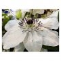 Клематис (Clematis Maria Kaczynska), снимка 1 - Градински цветя и растения - 36611044