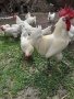 Бяло брезе -оплодени яйца , снимка 1 - Кокошки и пуйки - 28217464