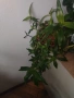 Ароматна кализия- стайно растение с множество лечебни свойства , снимка 7