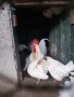 оплодени яйца от Бял Легхорн, снимка 1 - Кокошки и пуйки - 28522504
