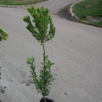 Ягодово дърво - Арбутус, снимка 7 - Градински цветя и растения - 27448713