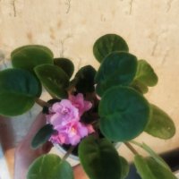 Теменужки розов цвят , снимка 7 - Стайни растения - 43236680