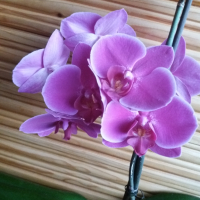 Орхидея, снимка 3 - Стайни растения - 44878513