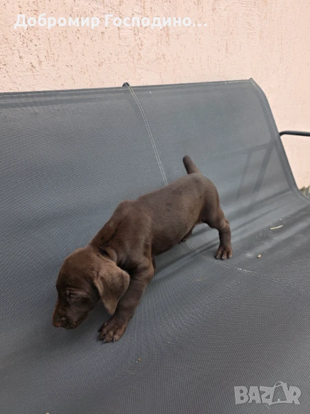 Курцхаар, снимка 1