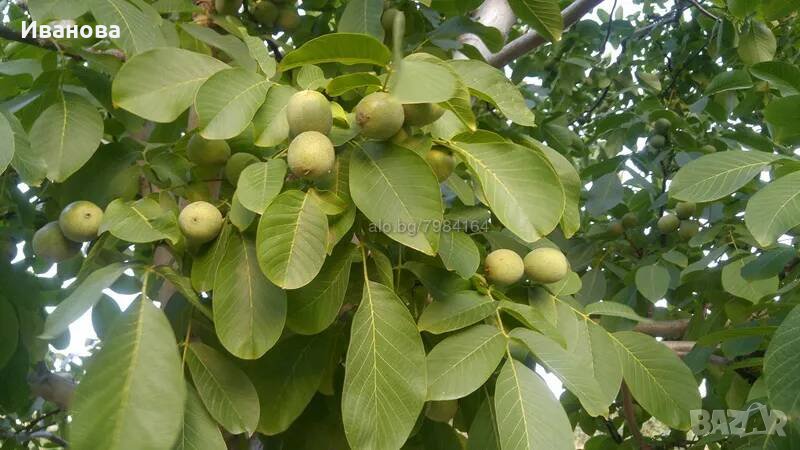 Продавам орехова градина 14 годишна, снимка 1