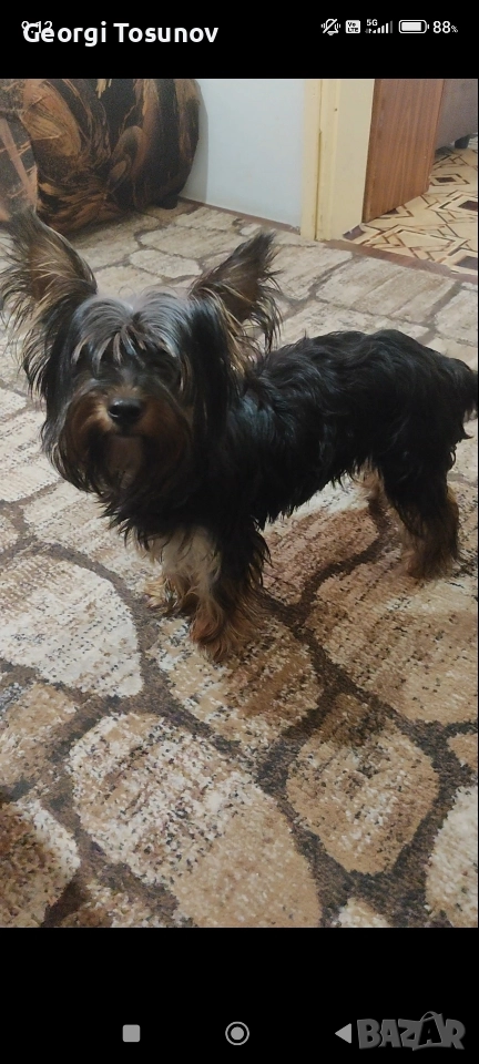 Продавам Йоркширски териер , снимка 1
