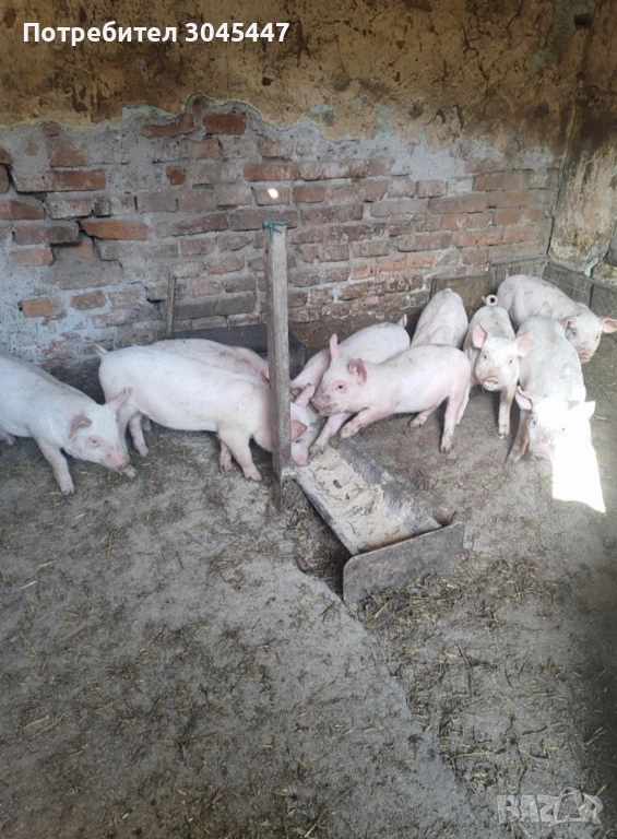 Малки прасенца , снимка 1