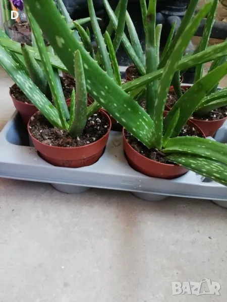 Алое Вера лечебно , снимка 1