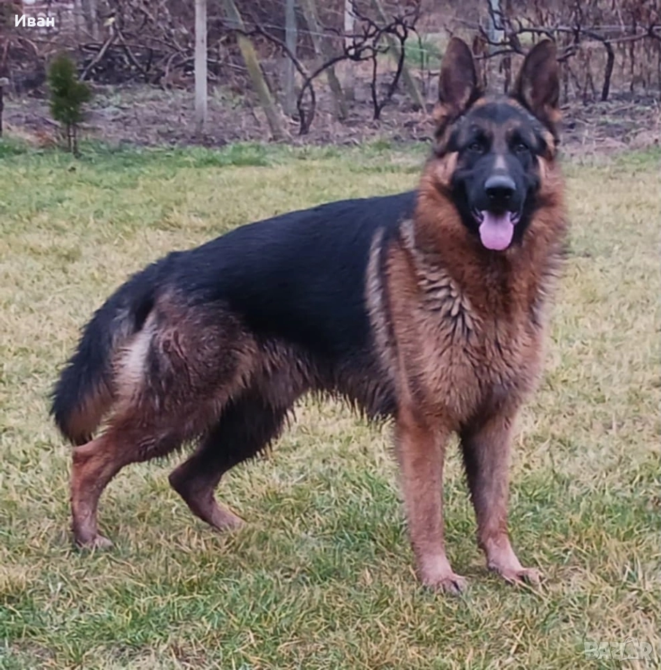 малки немски овчарки, снимка 1