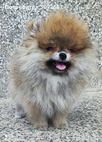 Померан момче, снимка 1