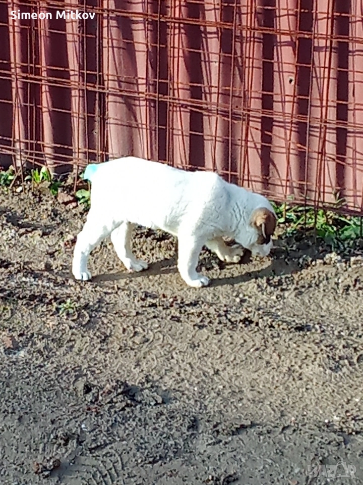 здравейте приятели продавам алабаѝ на 45 дена тел за контакт 0876891693, снимка 1