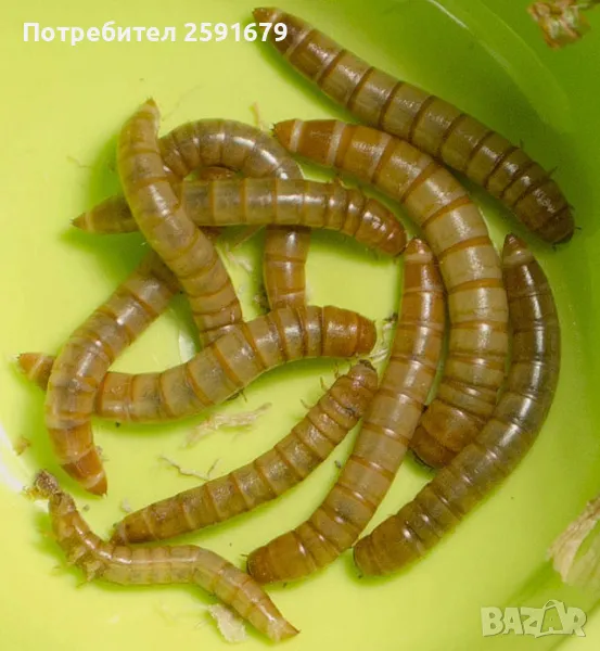 Брашнен червей, жив, снимка 1