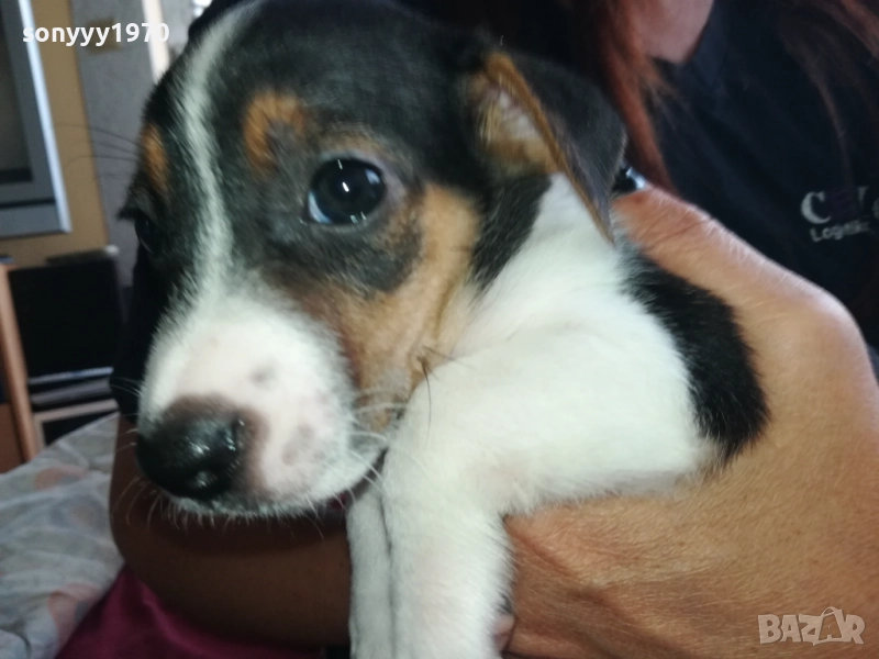 МЪЖКАР-ДЖАК РЪСЕЛ-ПОСЛЕДНА БРОЙКА!!! 2909251715, снимка 1