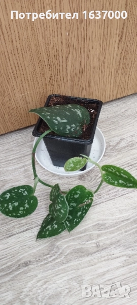 Сциндапсус Argyraeus , снимка 1