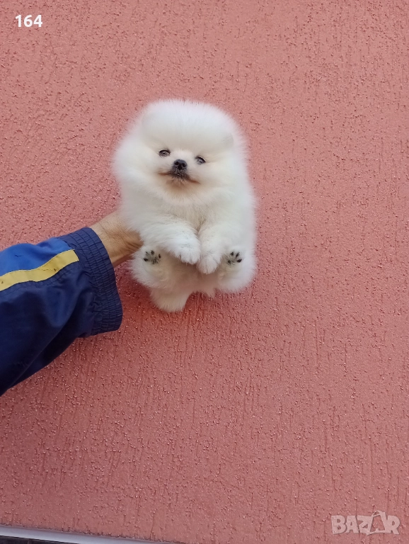 Мъжки Померани. Реални снимки ! , снимка 1